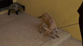 Coming From America S01E02 1080p WEB h264-EDITH EZTV