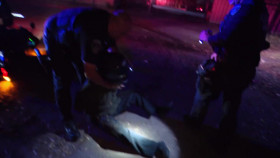 Cops S35E33 1080p WEB h264-BAE EZTV