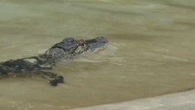 Crikey Its the Irwins S03E11 720p HEVC x265-MeGusta EZTV