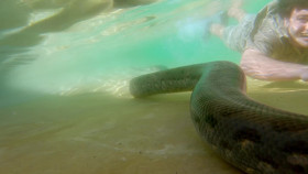 Crikey Its the Irwins S04E02 Bad Boy Bunker 1080p WEB h264-KOMPOST EZTV