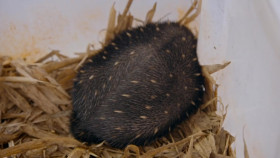 Crikey Its the Irwins S04E04 The Puggle Struggle 720p WEB h264-KOMPOST EZTV