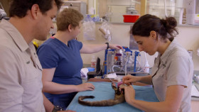 Crikey Its the Irwins S04E05 Tiny But Poisonous 1080p WEB h264-KOMPOST EZTV