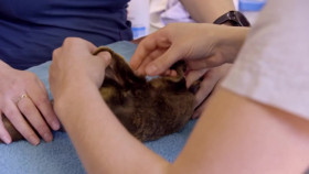 Crikey Its the Irwins S04E05 Tiny But Poisonous 720p WEB h264-KOMPOST EZTV