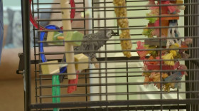 Critter Fixers Country Vets S01 WEBRip x264-ION10 EZTV