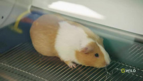 Critter Fixers Country Vets S04E05 A Wing and a Prayer XviD-AFG EZTV