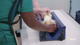 Critter Fixers Country Vets S04E06 The Three Amigoats XviD-AFG EZTV