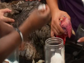 Critter Fixers Country Vets S05E11 480p x264-mSD EZTV