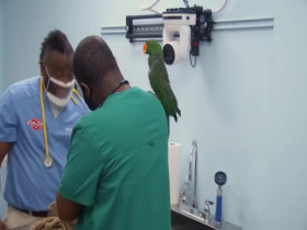 Critter Fixers Country Vets S05E12 480p x264-mSD EZTV