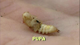 Critter Quest S01E01 XviD-AFG EZTV