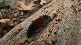 Critter Quest S01E02 1080p WEB H264-CBFM EZTV