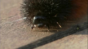 Critter Quest S01E02 XviD-AFG EZTV