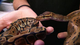 Customer Wars S04E05 XviD-AFG EZTV