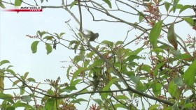 Darwins Amazing Animals S03E03 Itsy Bitsy Buzzing Beauty Bee Hummingbird Cuba XviD-AFG EZTV