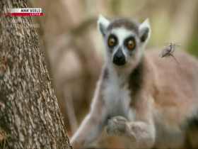 Darwins Amazing Animals S03E12 Through Thick and Thin Ring-Tailed Lemur Madagascar 480p x264-mSD EZTV