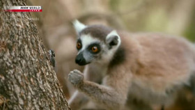 Darwins Amazing Animals S03E12 Through Thick and Thin Ring-Tailed Lemur Madagascar XviD-AFG EZTV