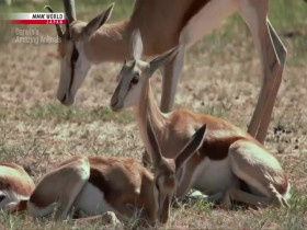 Darwins Amazing Animals S03E13 Show-Off or Survival Skill Springbok Kalahari Desert Africa 480p x264-mSD EZTV