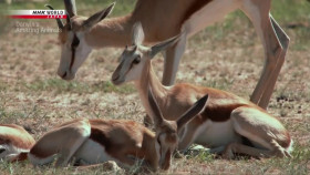 Darwins Amazing Animals S03E13 Show-Off or Survival Skill Springbok Kalahari Desert Africa 720p HDTV x264-DARKFLiX EZTV