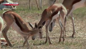 Darwins Amazing Animals S03E13 Show-Off or Survival Skill Springbok Kalahari Desert Africa XviD-AFG EZTV