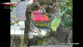 Darwins Amazing Animals S05E07 Green Wave over Tokyo Rose-Ringed Parakeet Japan 1080p HDTV H264-DARKFLiX EZTV
