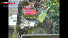 Darwins Amazing Animals S05E07 Green Wave over Tokyo Rose-Ringed Parakeet Japan 720p HDTV x264-DARKFLiX EZTV