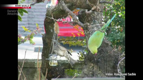 Darwins Amazing Animals S05E07 Green Wave over Tokyo Rose-Ringed Parakeet Japan XviD-AFG EZTV