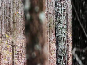 Dateline NBC 2024 05 18 Deep in the Woods 480p x264-mSD EZTV