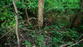 Dateline NBC 2024 09 27 The Butterfly 1080p WEB h264-EDITH EZTV