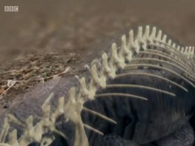 David Attenboroughs Natural Curiosities S04E05 INTERNAL 480p x264-mSD EZTV