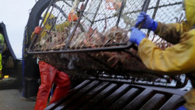 Deadliest Catch S20E01 1080p HEVC x265-MeGusta EZTV