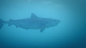 Deadly Australians S01E04 Oceans 1080p WEB h264-CAFFEiNE EZTV