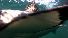 Deadly Hunters S01E01 Deadliest Jaws WEB-DL 1080p AVC AAC NTb EZTV