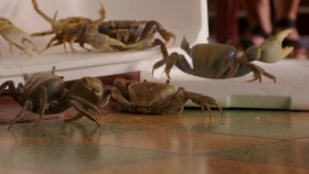 Death In Paradise S10E02 720p HDTV x264-ORGANiC EZTV