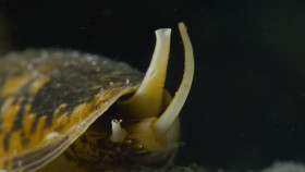 Deep Dive Australia S01E01 1080p HEVC x265-MeGusta EZTV