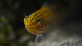 Deep Dive Australia S01E01 XviD-AFG EZTV