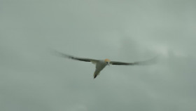 Deep Dive Australia S01E02 1080p HEVC x265-MeGusta EZTV