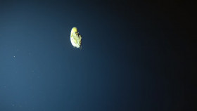 Deep Ocean S01E01 The Lost World Of The Pacific 1080p HEVC x265-MeGusta EZTV