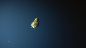 Deep Ocean S01E01 The Lost World Of The Pacific 1080p WEB h264-SKYFiRE EZTV