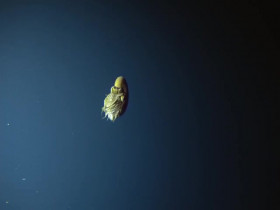 Deep Ocean S01E01 The Lost World Of The Pacific 480p x264-mSD EZTV