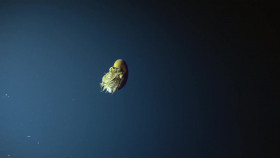 Deep Ocean S01E01 The Lost World Of The Pacific 720p WEB h264-SKYFiRE EZTV
