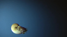 Deep Ocean S01E01 The Lost World Of The Pacific XviD-AFG EZTV