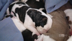 Desert Vet S01E01 1080p HDTV H264-CBFM EZTV