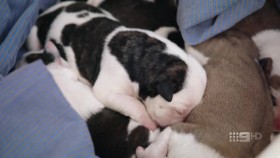 Desert Vet S01E01 XviD-AFG EZTV