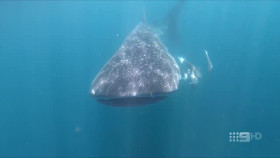 Desert Vet S01E04 XviD-AFG EZTV