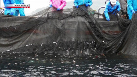 Direct Talk S08E07 Save the Reefs Save the Oceans Kinjo Koji Coral Farmer 1080p HDTV H264-DARKFLiX EZTV