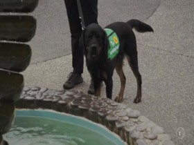 Dog Squad Puppy School S02E07 480p x264-mSD EZTV