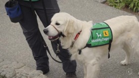 Dog Squad Puppy School S02E07 XviD-AFG EZTV