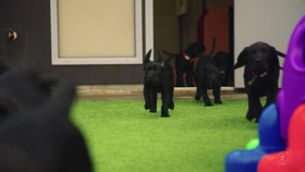 Dog Squad Puppy School S03E06 XviD-AFG EZTV