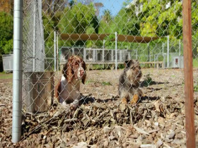 Dog Squad S12E09 480p x264-mSD EZTV