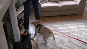 Dogs Behaving Badly S03E06 1080p HDTV H264-DARKFLiX EZTV