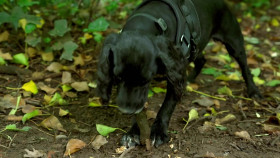 Dogs Behaving Very Badly S07E01 1080p MY5 WEB-DL AAC2 0 H 264-RAWR EZTV